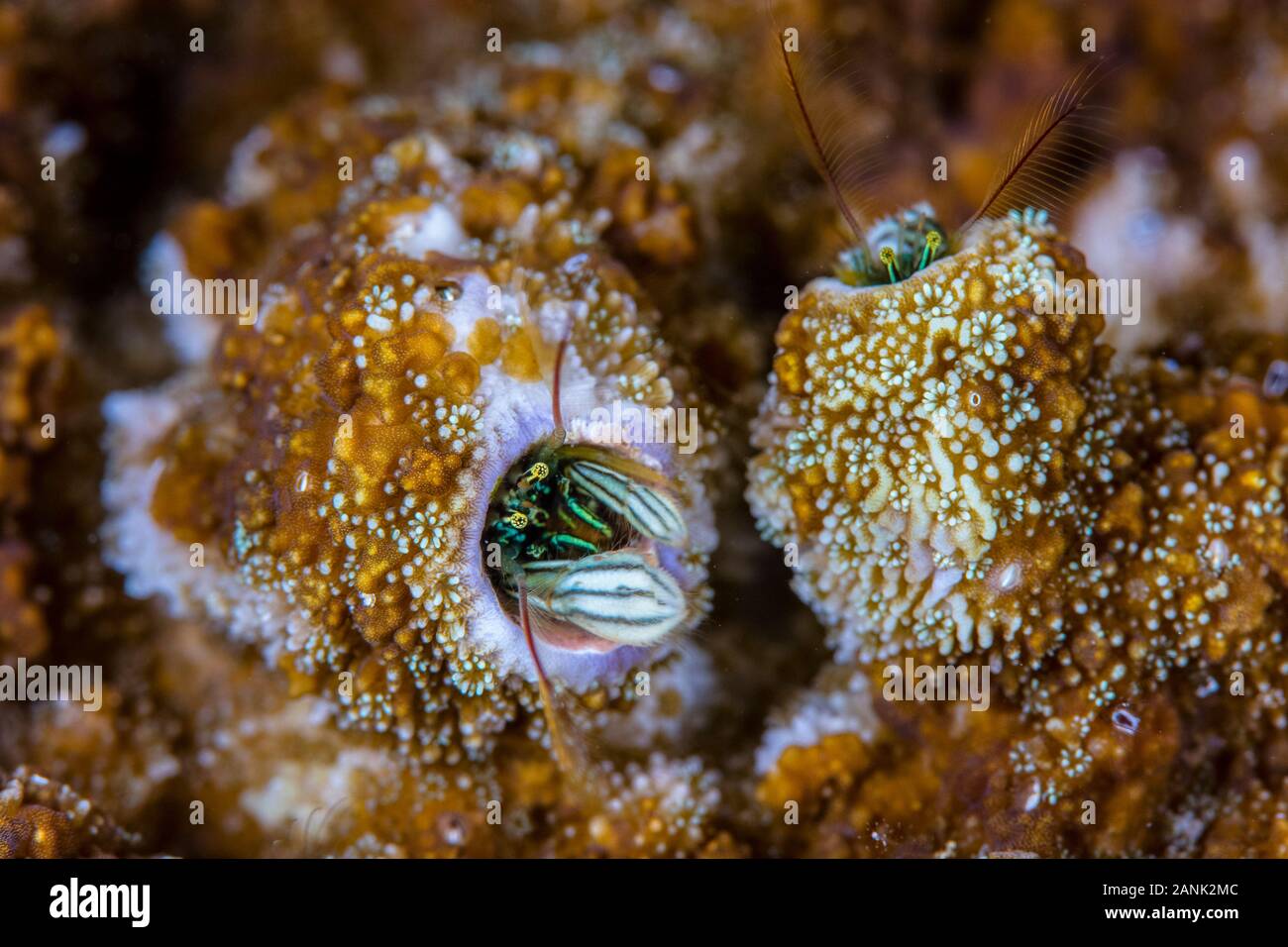 coral hermit crabs, Paguritta vittata, live in old, abandoned tubeworm tubes on hard corals, Banda Neira, Banda Islands, Maluku, Indonesia, Banda Sea, Stock Photo