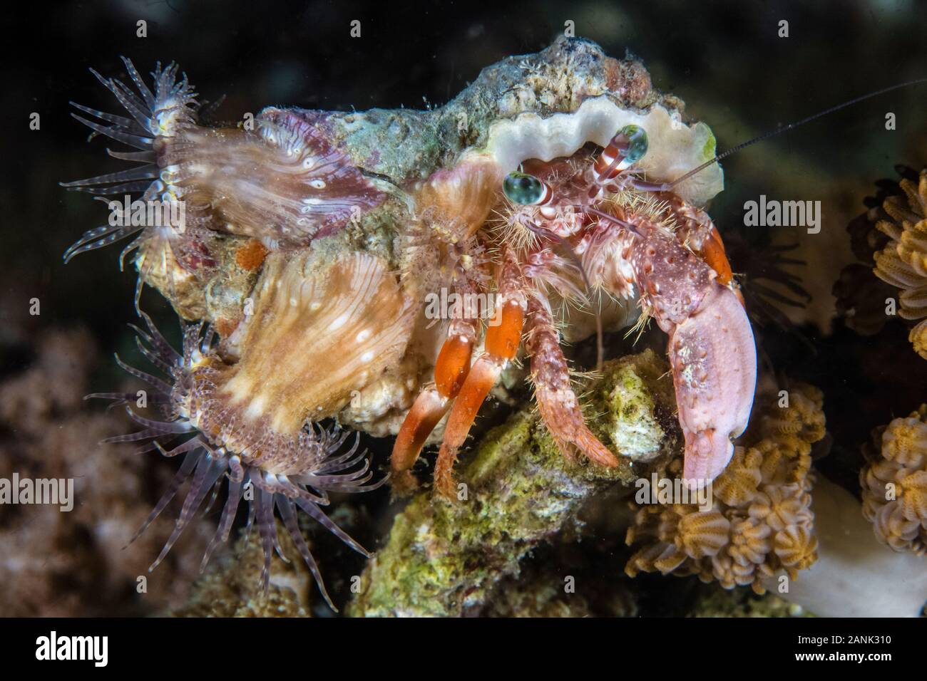 symbiotic anemones cover the shell of a hermit crab, Dardanus ...
