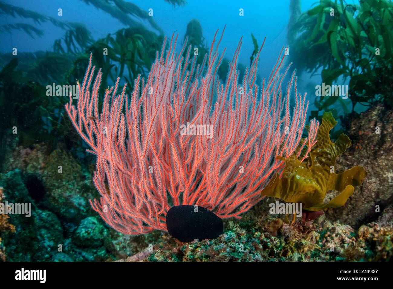 gorgonian and giant kelp, Macrocystis pyrifera, cling to the rocky bottom of a reef off the Santa Barbara Island, Channel Islands National Park, Calif Stock Photo