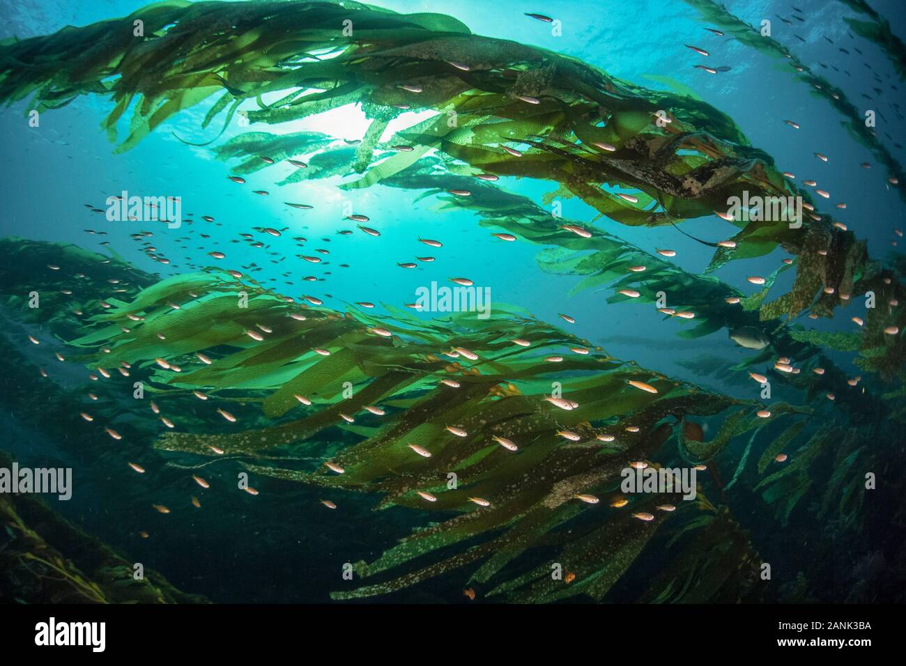 Fish Utilize A Thick Kelp Forest Growing Near The Santa Barbara Island 