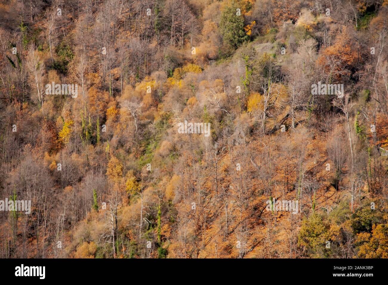 autumn in a forest in the Alpujarra region of Granada, Andalusia Stock Photo