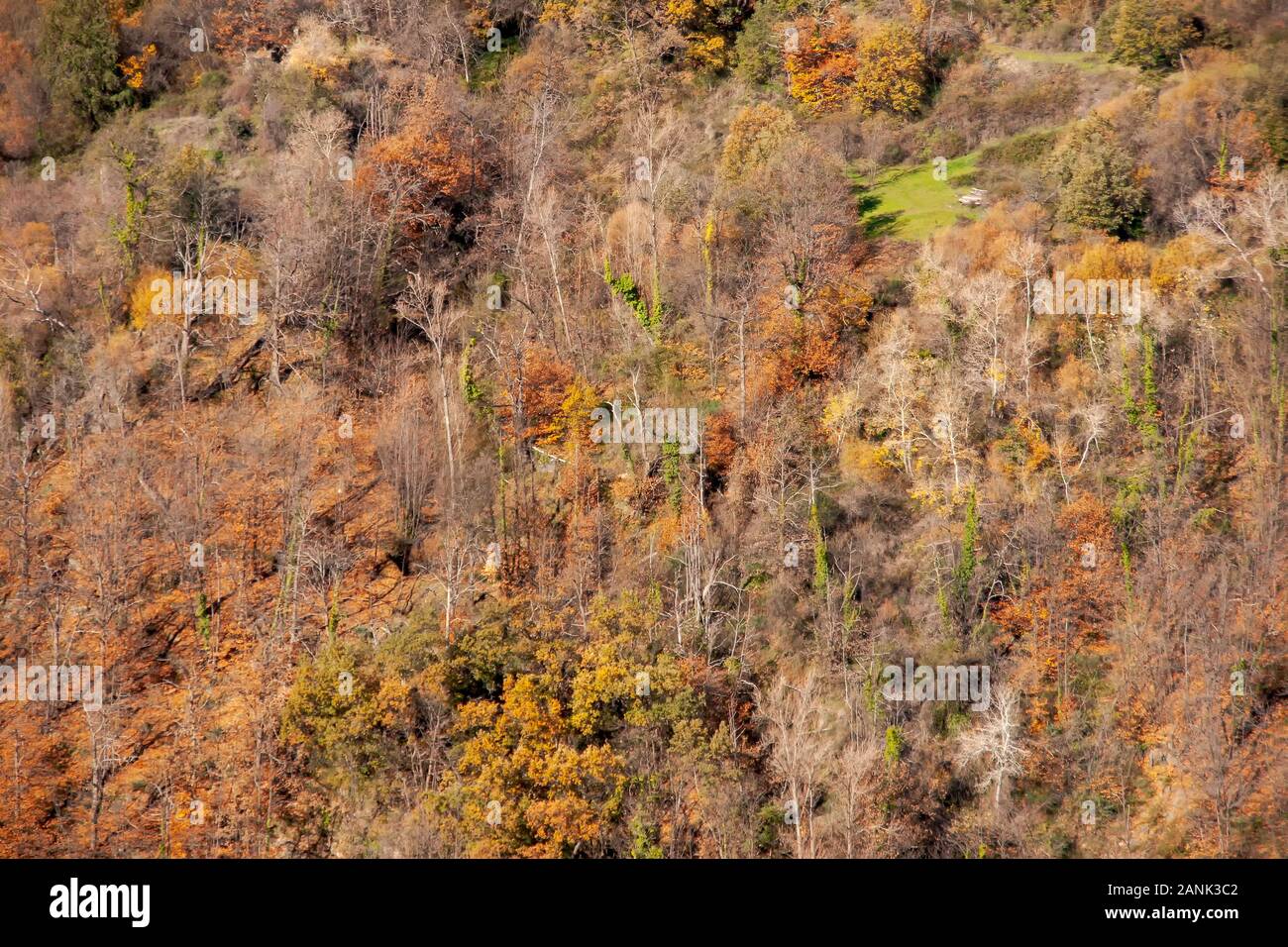 autumn in a forest in the Alpujarra region of Granada, Andalusia Stock Photo
