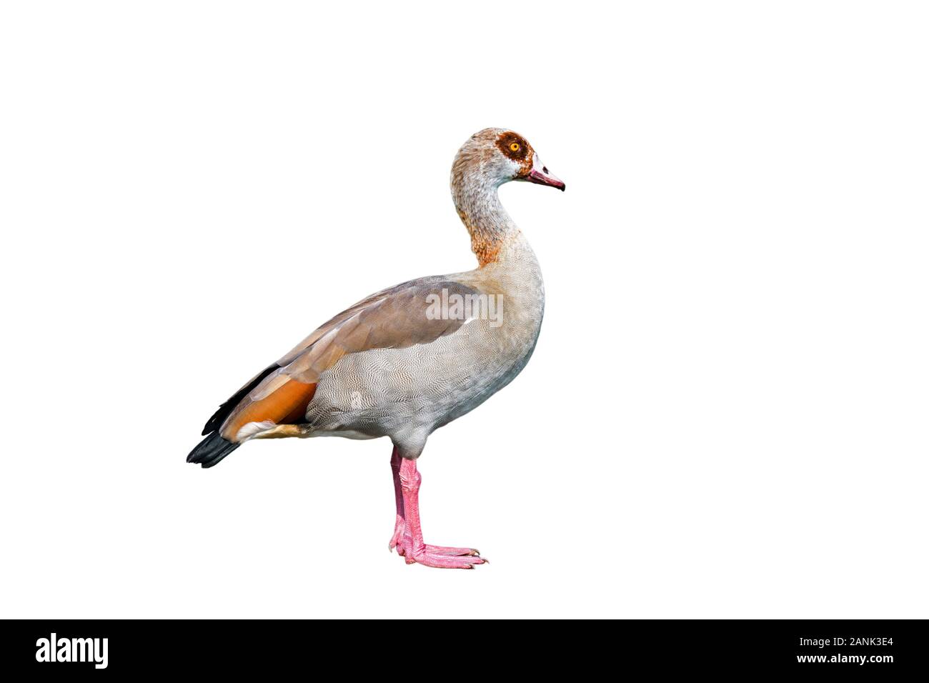 Egyptian goose (Alopochen aegyptiaca) native to Africa and the Nile Valley against white background Stock Photo