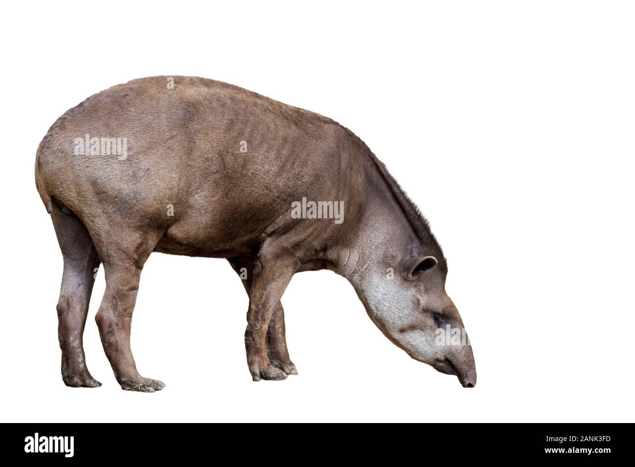 South American tapir (Tapirus terrestris) against white background Stock Photo
