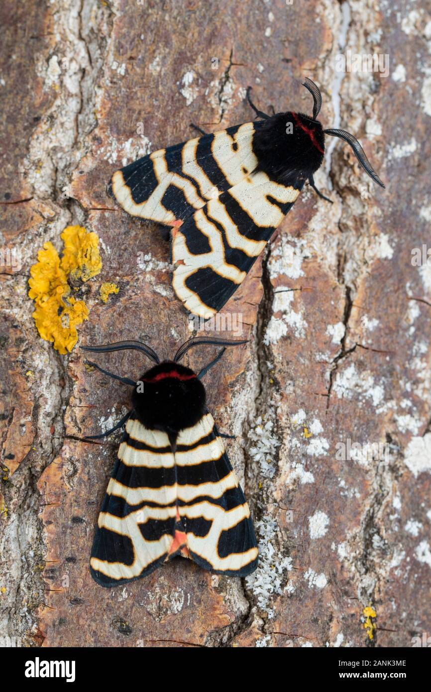 Two Males of the Tiger Moth, Arctia festiva, perched on the bark of a tree Stock Photo