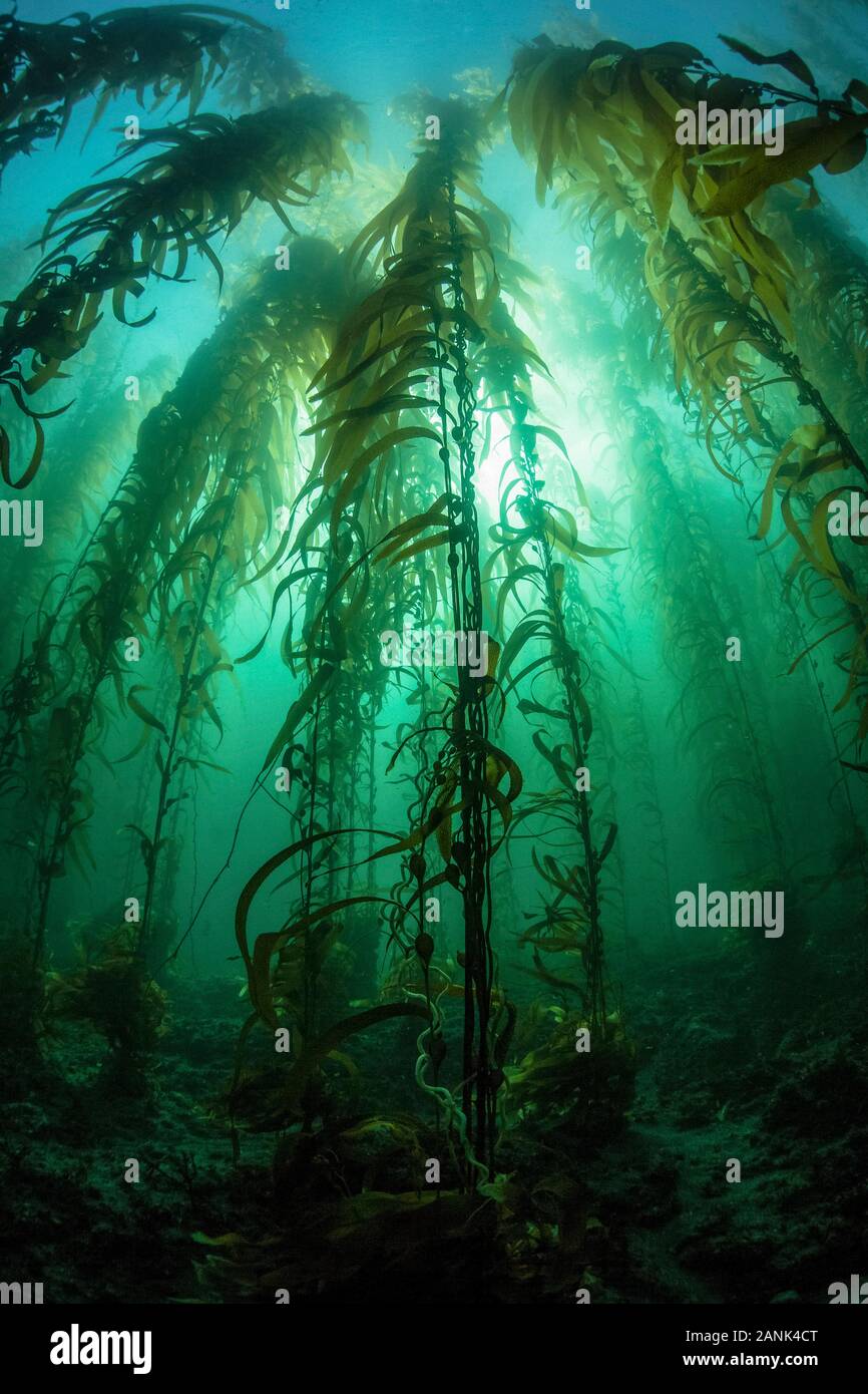 giant kelp, Macrocystis pyrifera, kelp forest grows on a rocky bottom near the Santa Barbara Island, Channel Islands National Park, California, USA, P Stock Photo