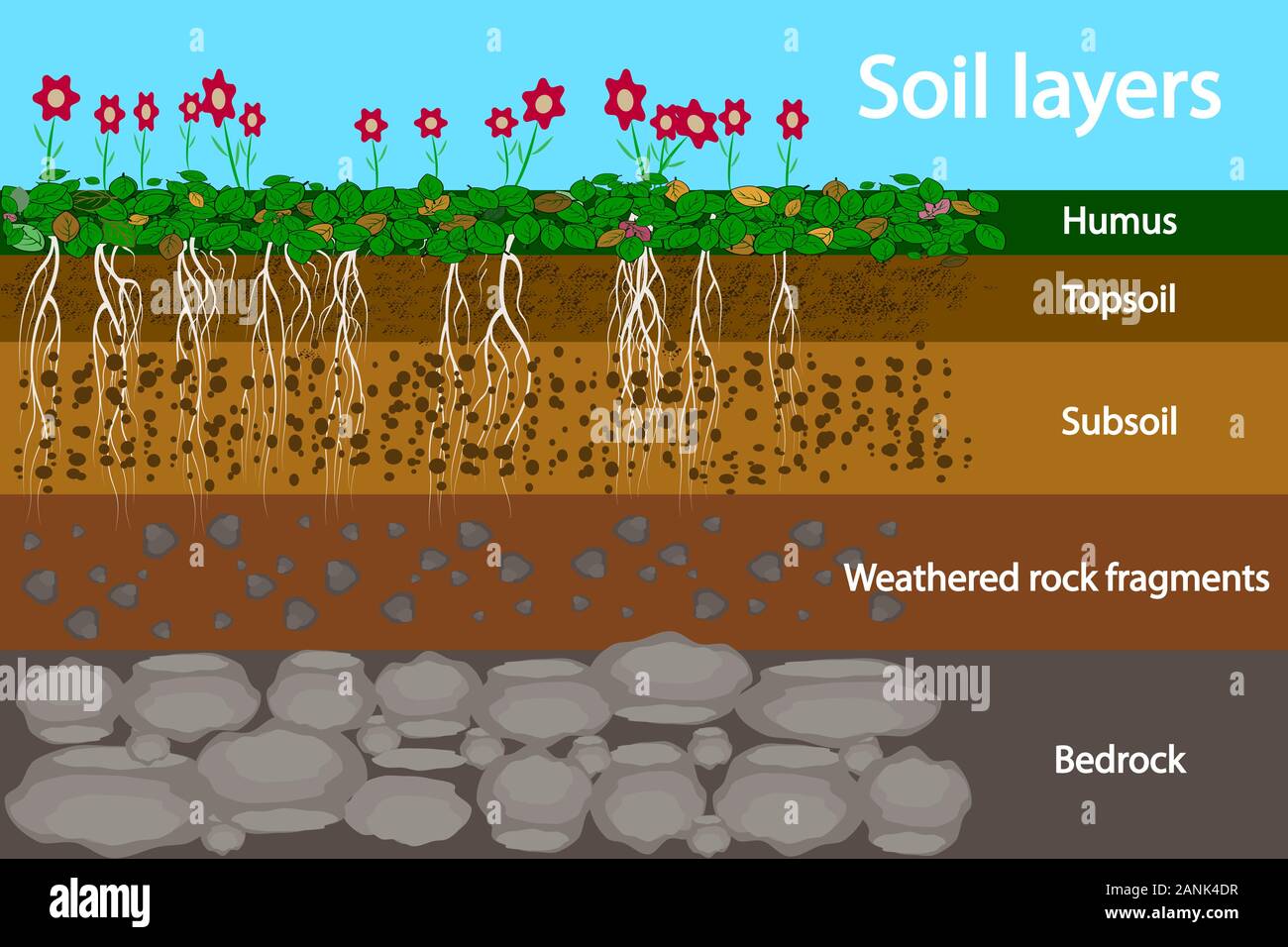 Soil layers. Diagram for layer of soil. Soil layer scheme with grass, roots  and earth texture. Cross section underground soil layers beneath. Vector Stock Vector