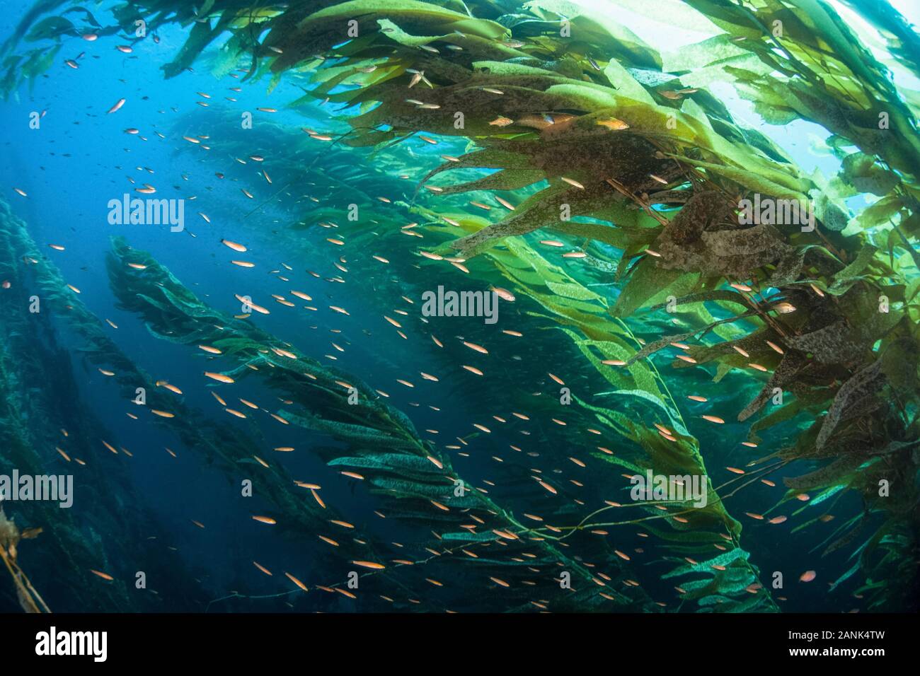 A school of Senorita wrasse, Oxyjulis californica, swims through a kelp forest  near Santa Barbara Island of the Santa Barbara Island, Channel Islands Stock Photo