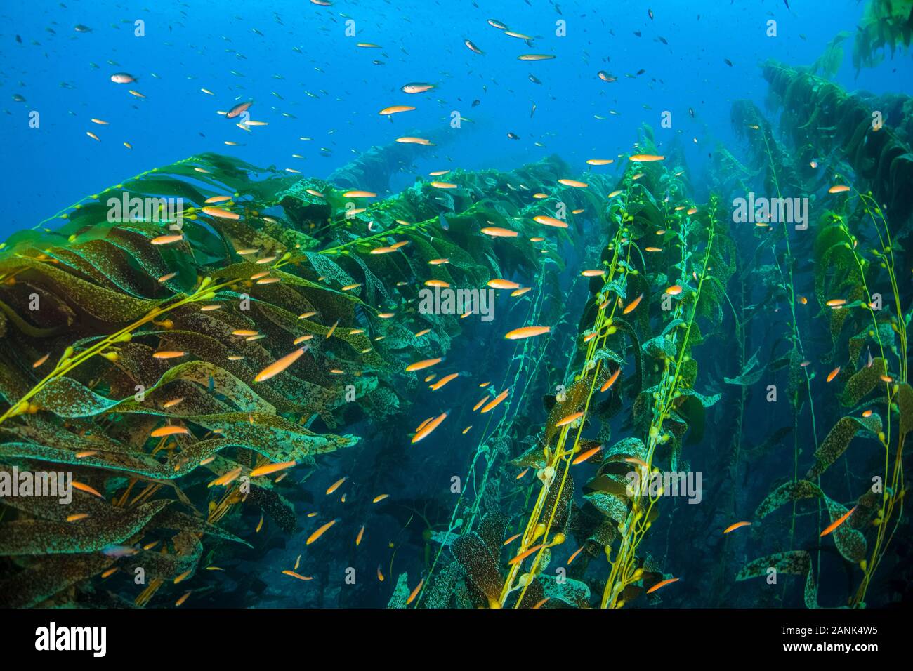 A school of Senorita wrasse, Oxyjulis californica, swims through a kelp forest  near Santa Barbara Island of the Santa Barbara Island, Channel Islands Stock Photo