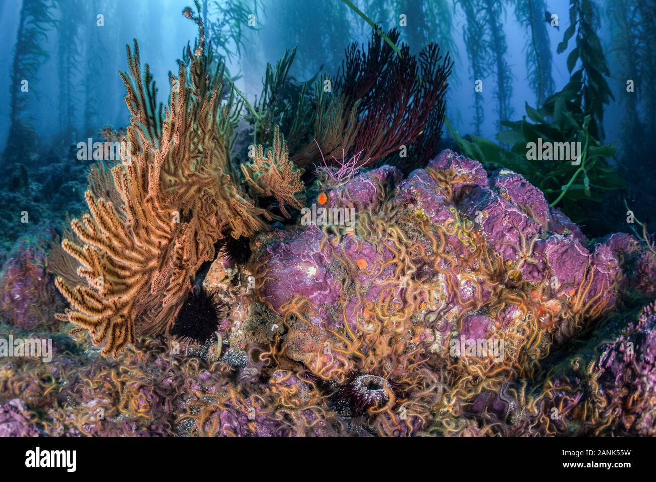 Ophiuroid brittle star hires stock photography and images Alamy