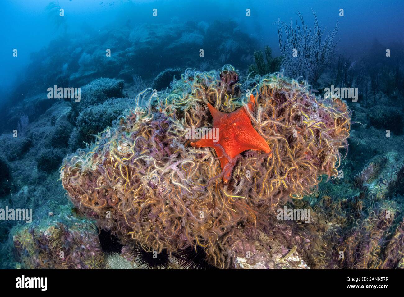 brittle star, Ophiothrix species, and bat star, Patiria miniata, Santa ...