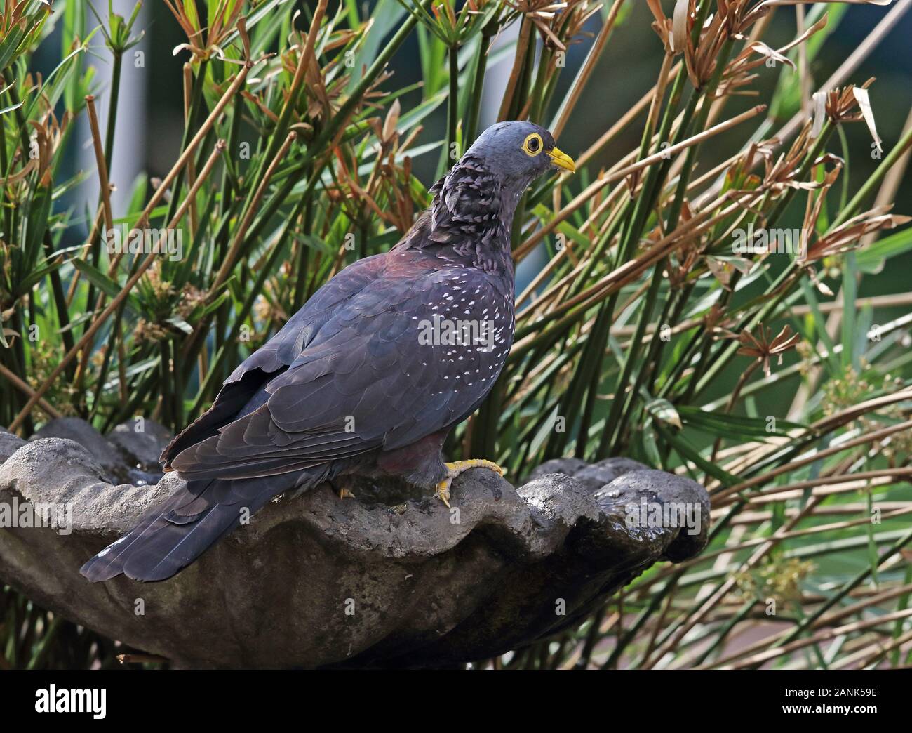 African Olive-pigeon (Columba arquatrix) adult perched on drinking pool in garden  Johannesburg, South Africa               November Stock Photo