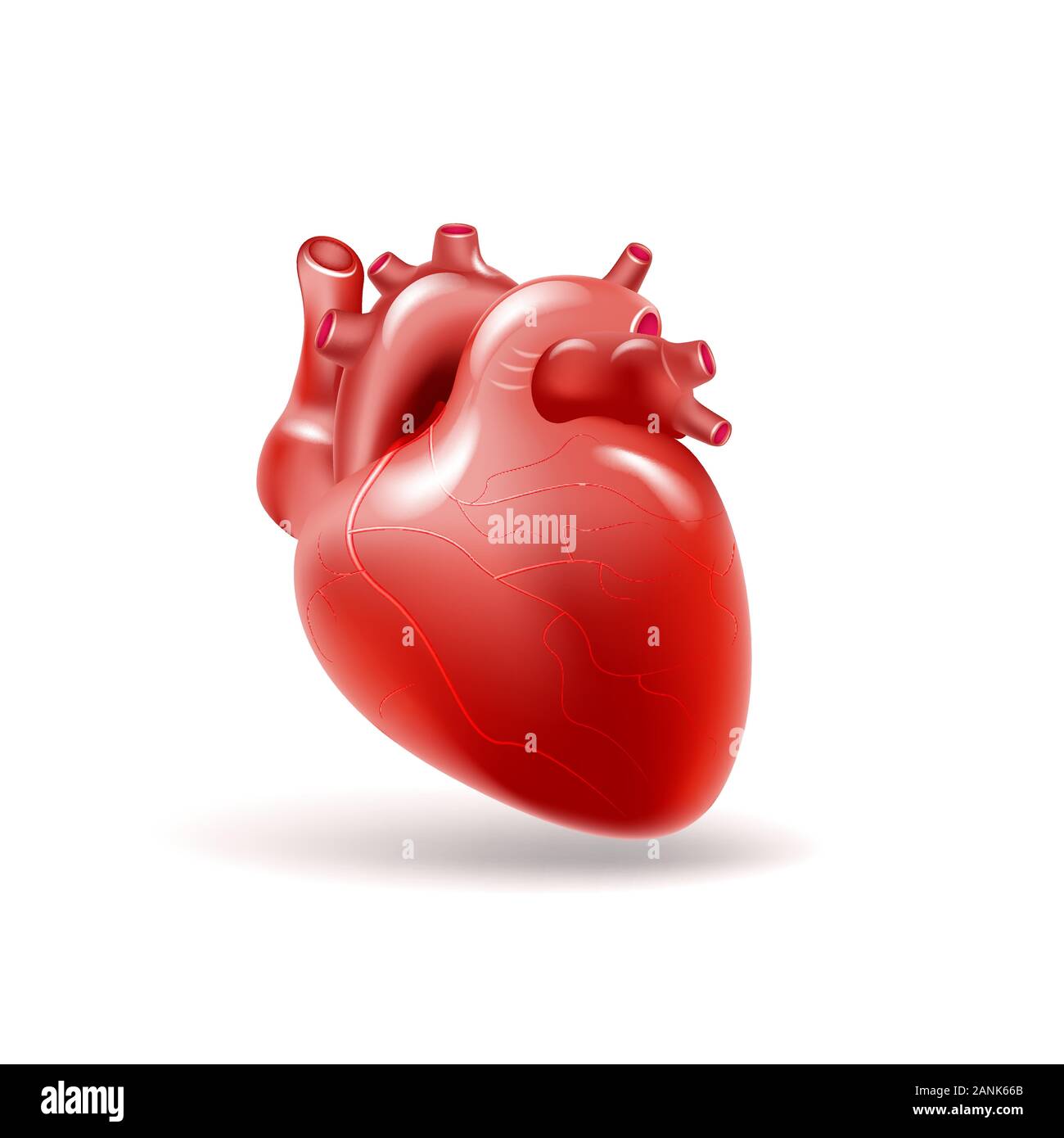 Human heart. Medicine, internal organs 3d vector Stock Vector ...