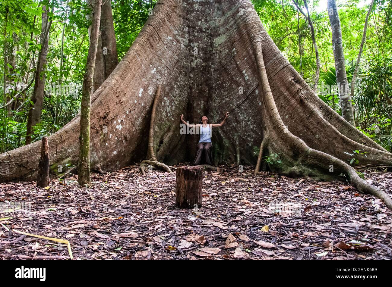 Дерево Сейба в Амазонии