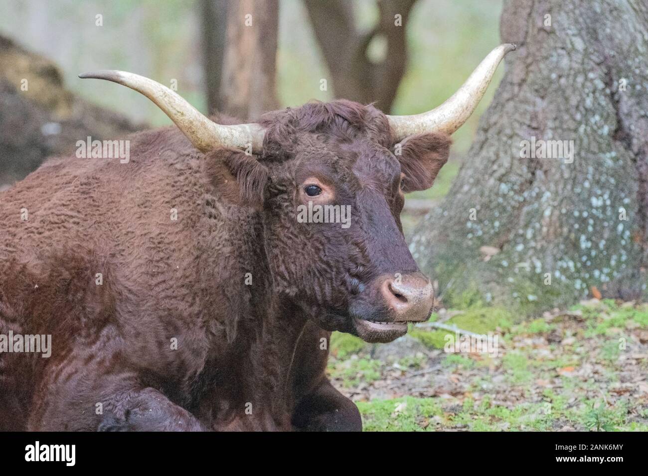 Bovine with horns Stock Photo