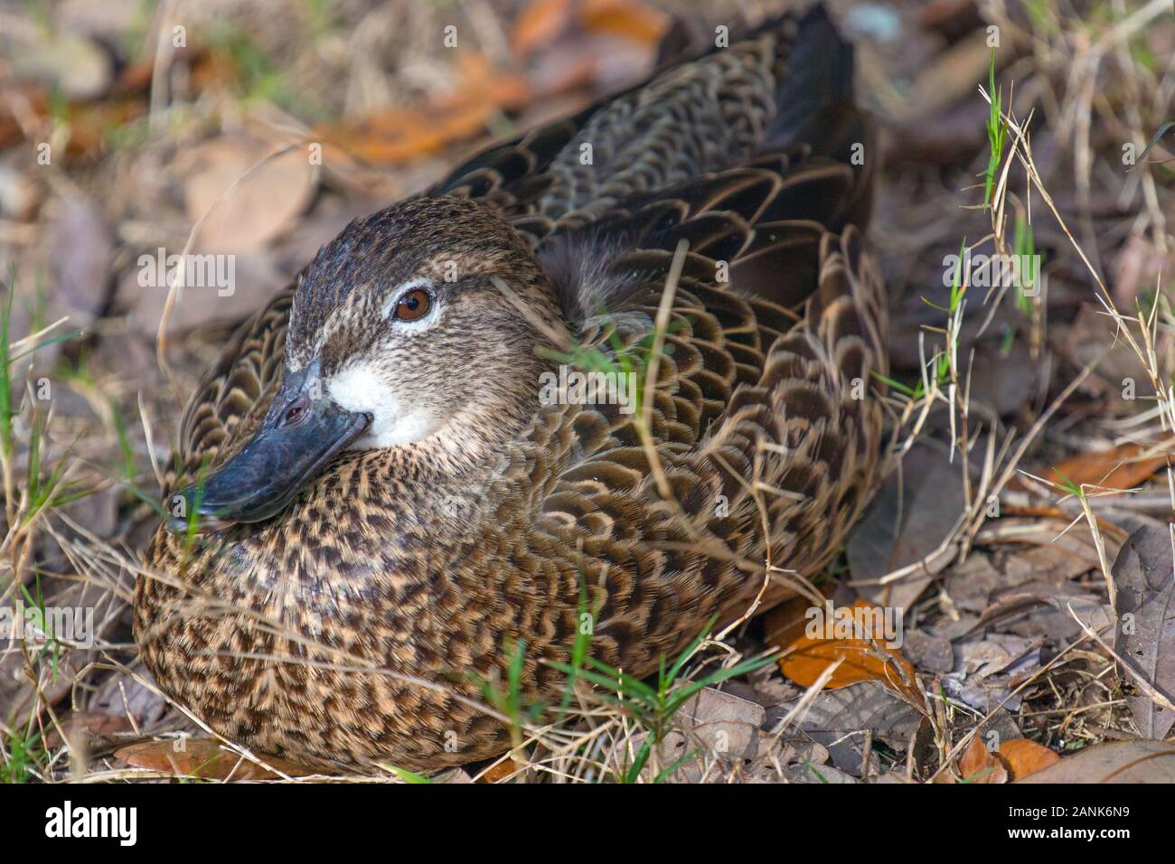 South Carolina Duck Stock Photo