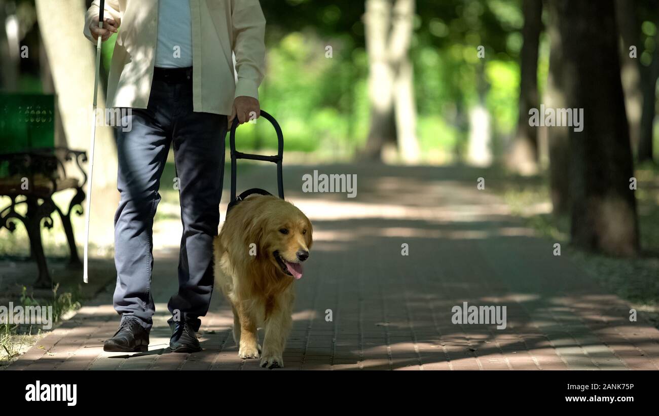 Blind man holding guide dog harness, safely walking with trained pet in