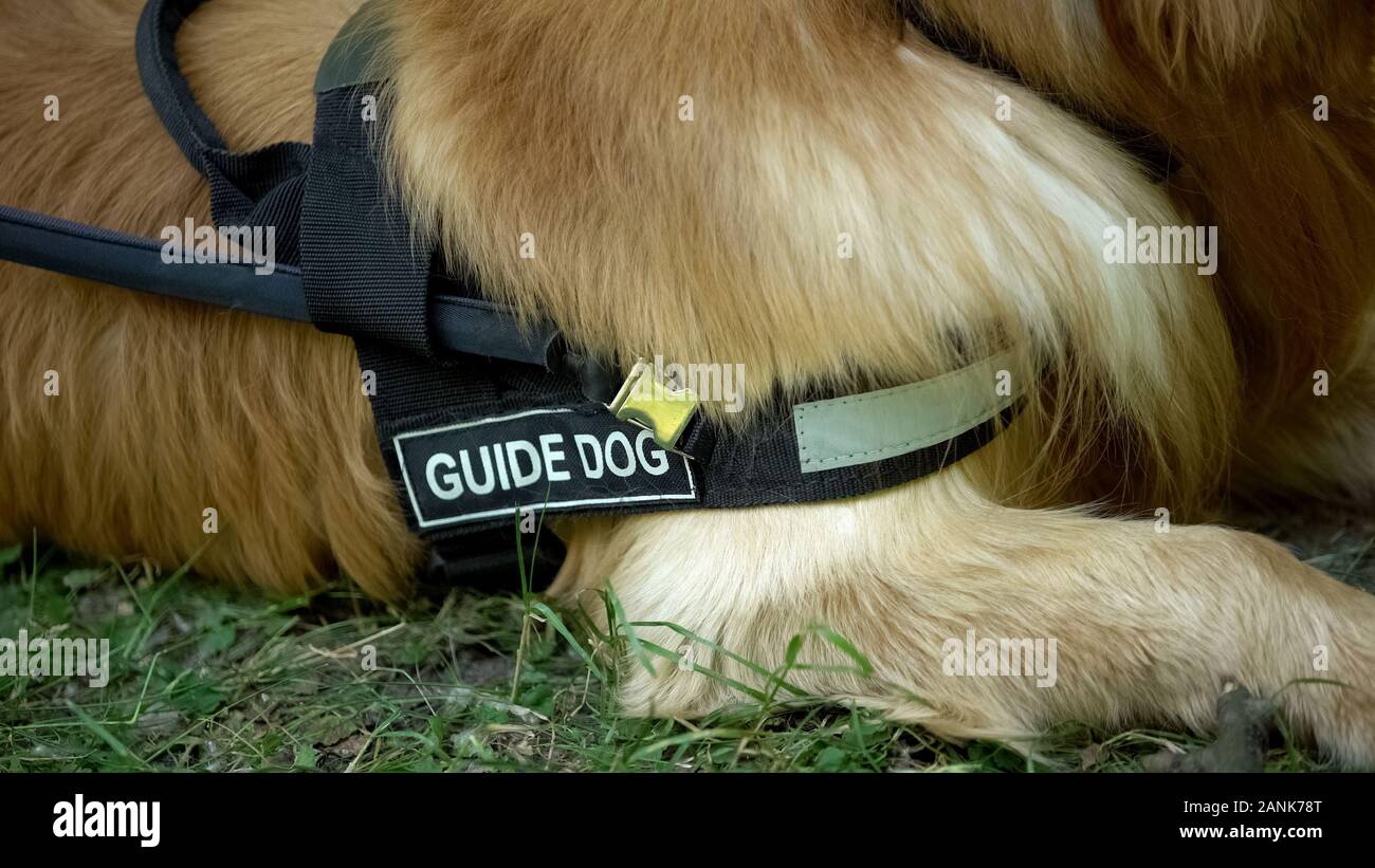 Guide dog lying in park, resting after trainings, help to blind people, cynology Stock Photo
