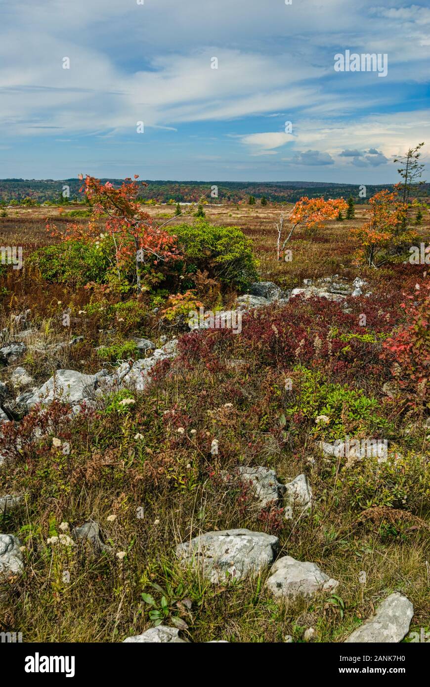 Autumn Colors at Dolly Sods in the Monongahela National Forest in West