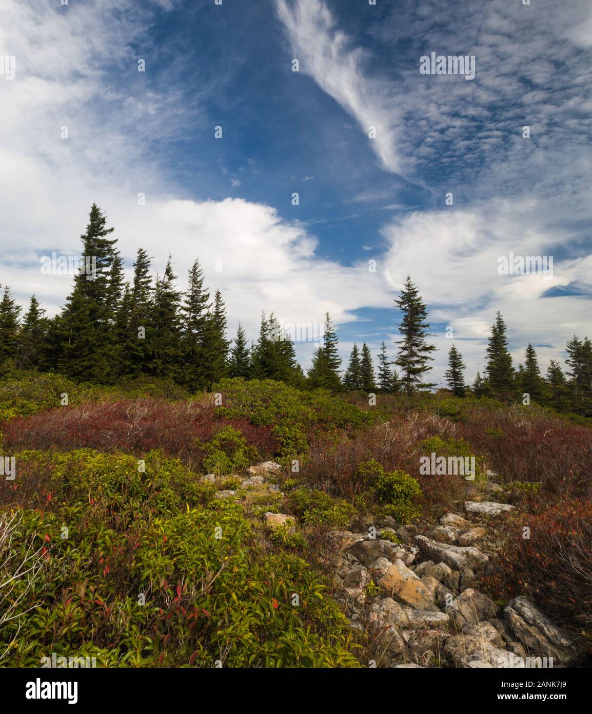 Autumn Colors at Dolly Sods in the Monongahela National Forest in West