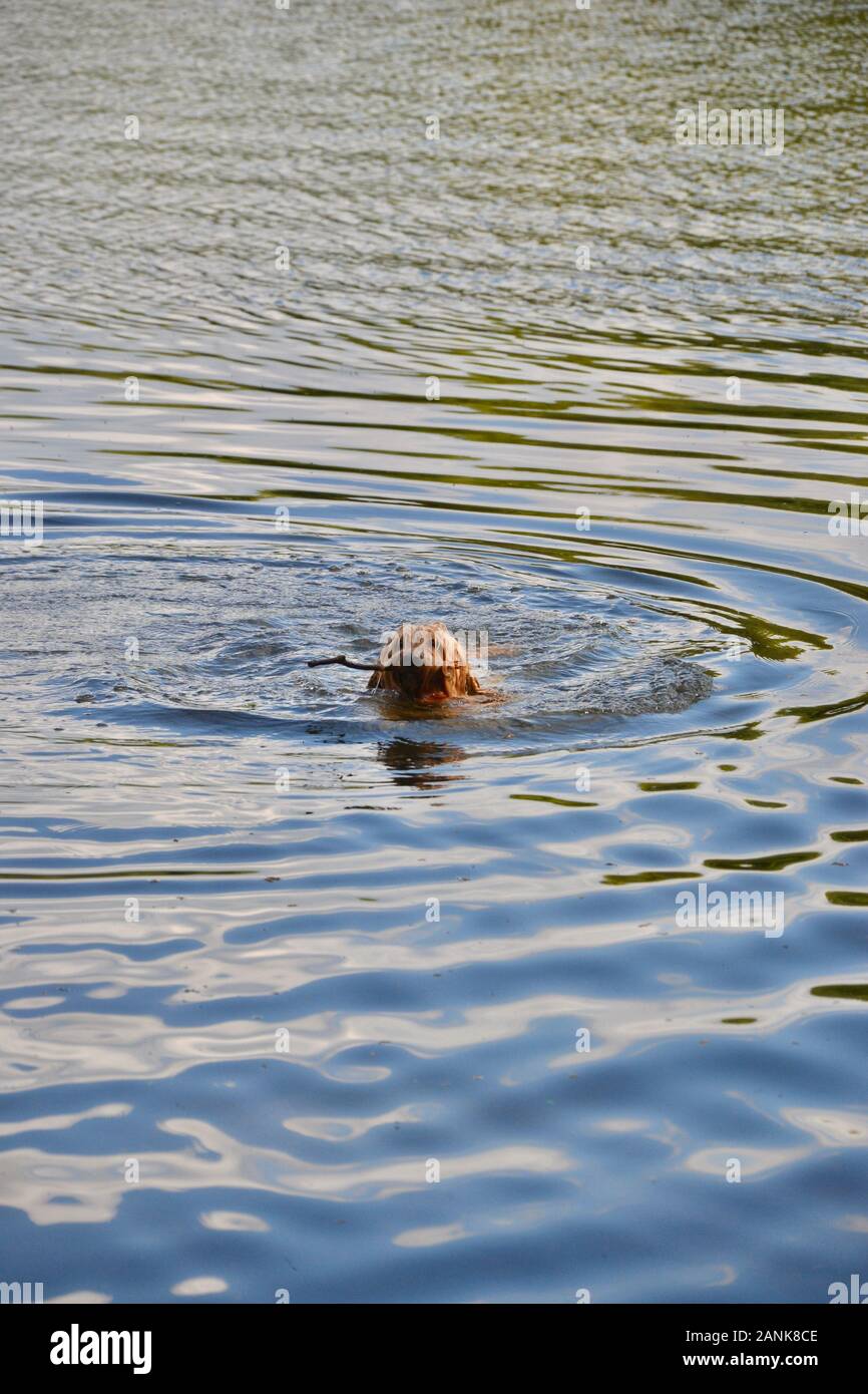 Brown cockapoo hi-res stock photography and images - Alamy