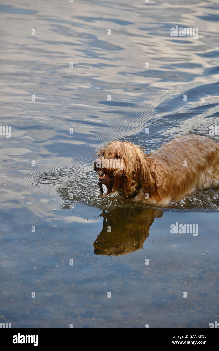 Snarling dog hi-res stock photography and images - Alamy