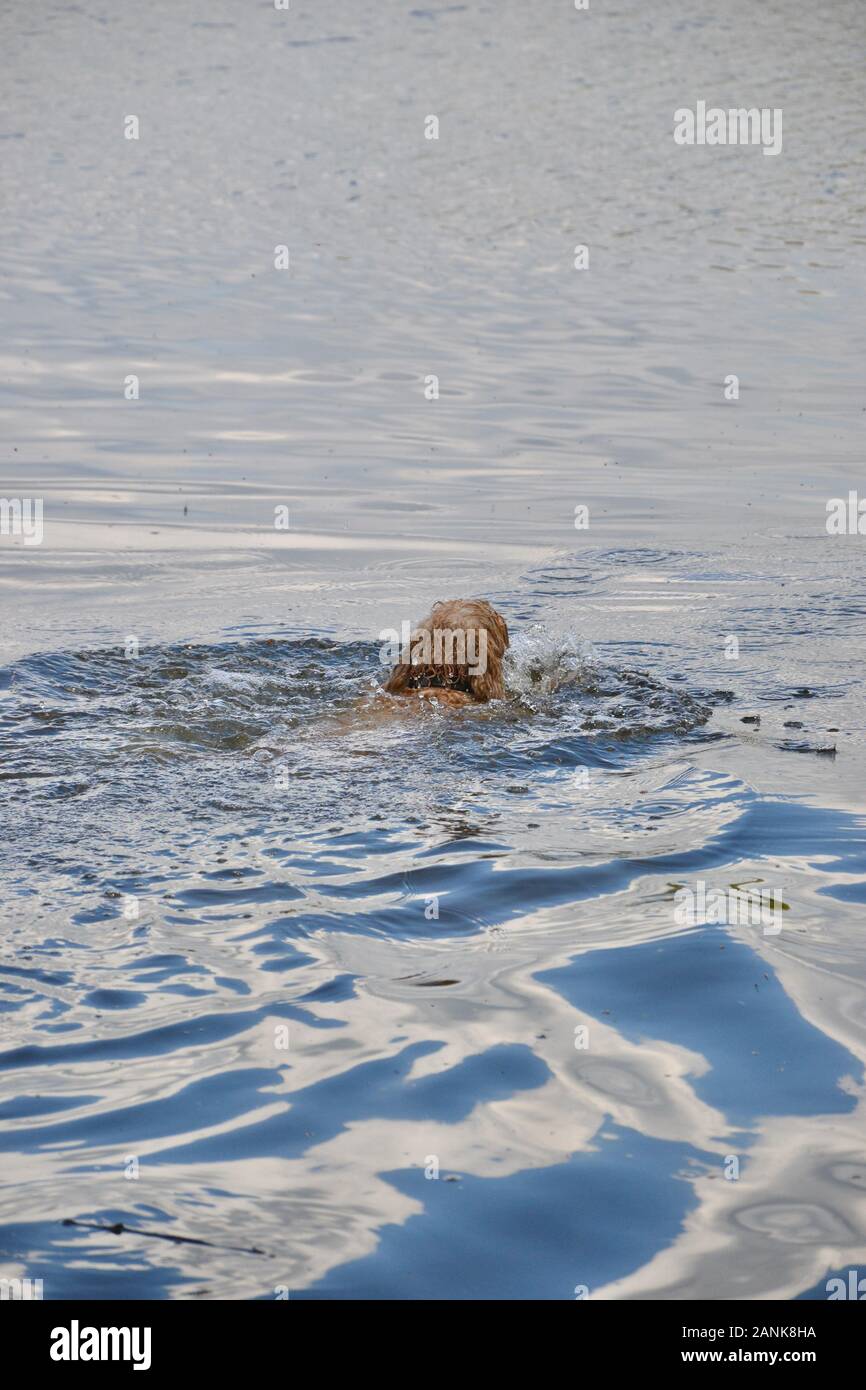 Brown cockapoo hi-res stock photography and images - Alamy