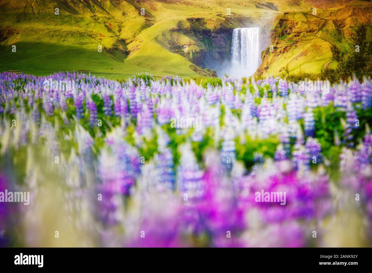 Lovely blooming lupine glowing by sunlight in day. Awesome and picturesque scene. Popular tourist attraction. Location place Skogafoss waterfall, Skog Stock Photo
