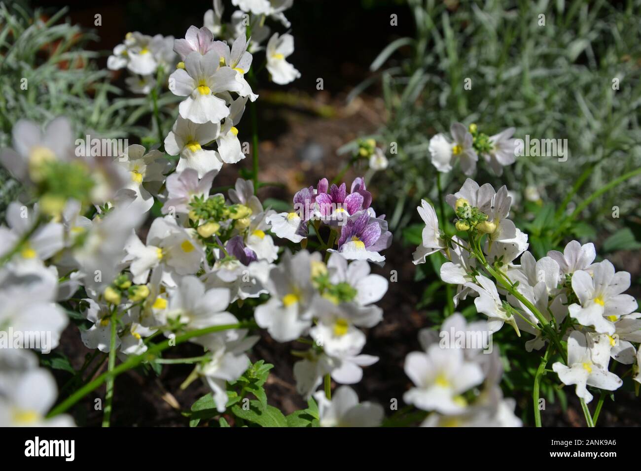 Very pretty small white, pink and purple flowers with yellow centres. A flowerbed planted with the heavily scented bedding plant nemesia (aloha). Gorg Stock Photo