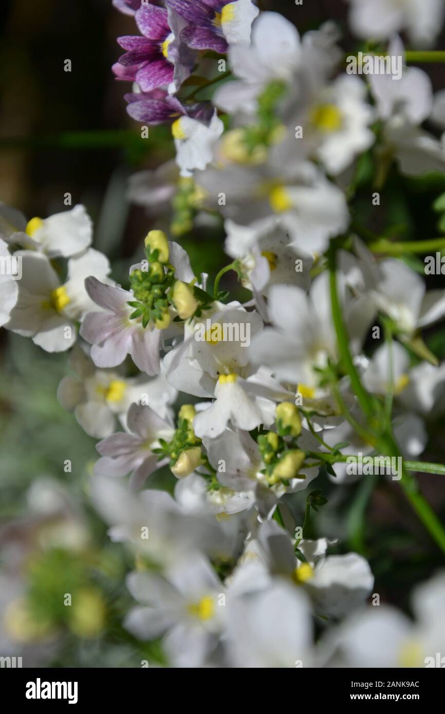 Very pretty small white, pink and purple flowers with yellow centres. A flowerbed planted with the heavily scented bedding plant nemesia (aloha). Gorg Stock Photo