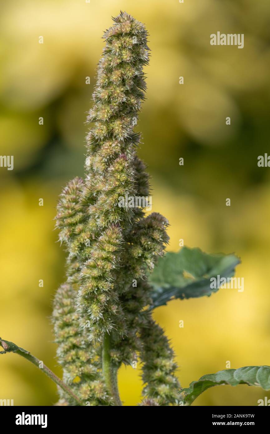 Millet plant hires stock photography and images Alamy