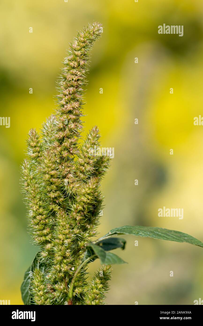 Close up of a millet plant in bloom Stock Photo Alamy