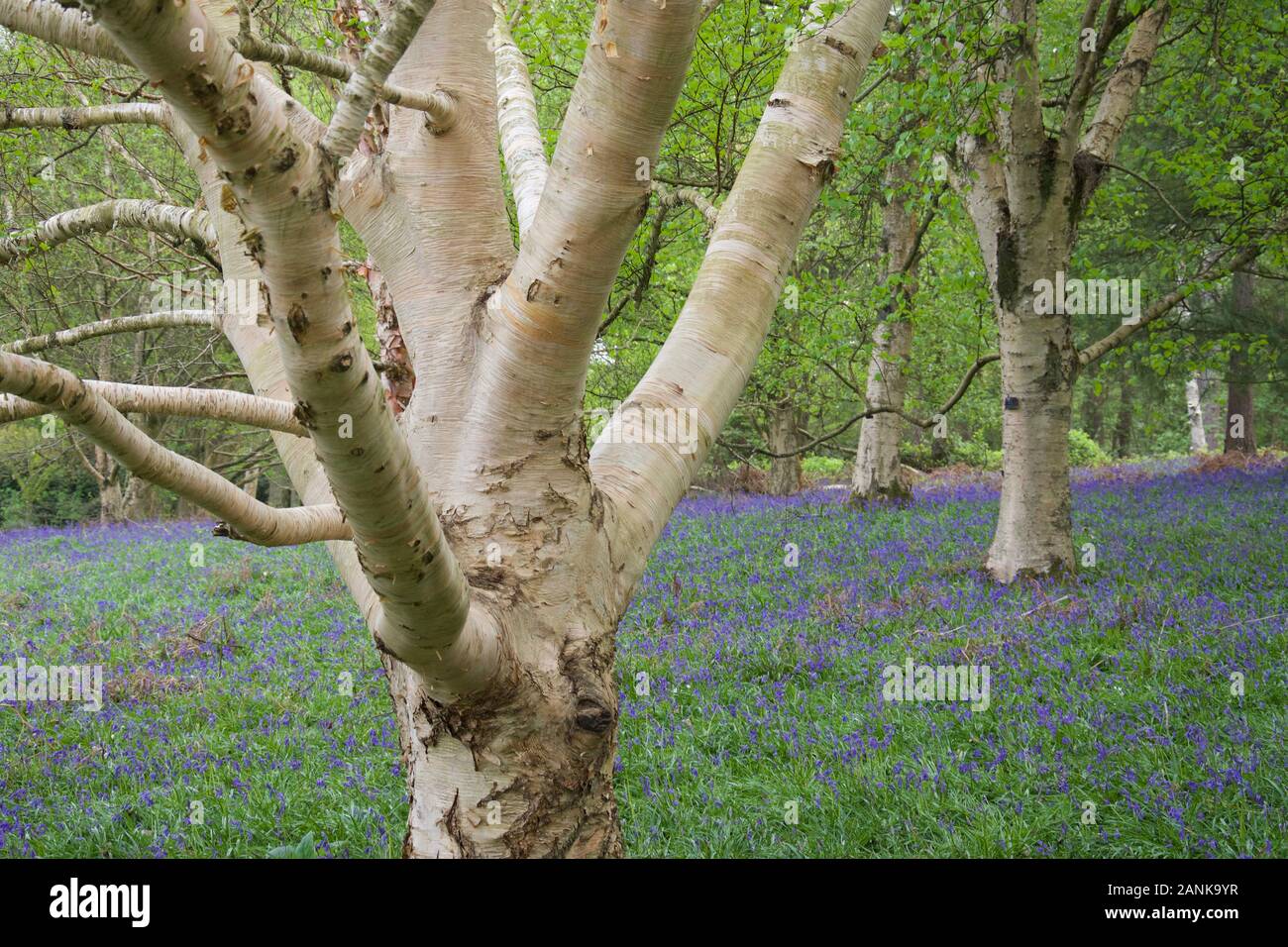 Silver Birch Rhs A silver birch tree (Betula pendula) with lovely peeling white bark in ...