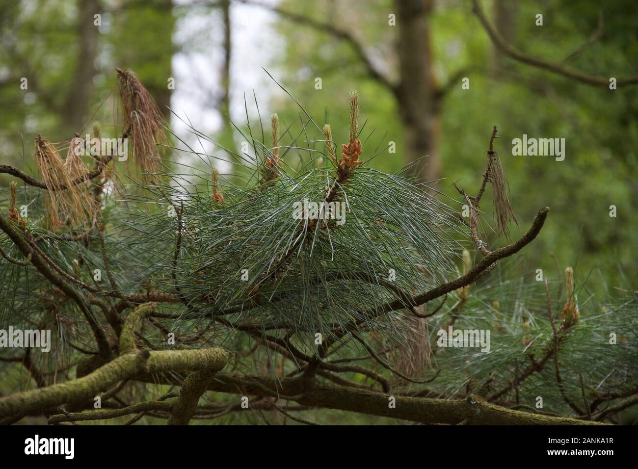 https://c8.alamy.com/comp/2ANKA1R/close-up-of-dark-green-evergreen-pin-needles-growing-on-a-tree-with-fresh-spring-growth-beginning-to-sprout-2ANKA1R.jpg