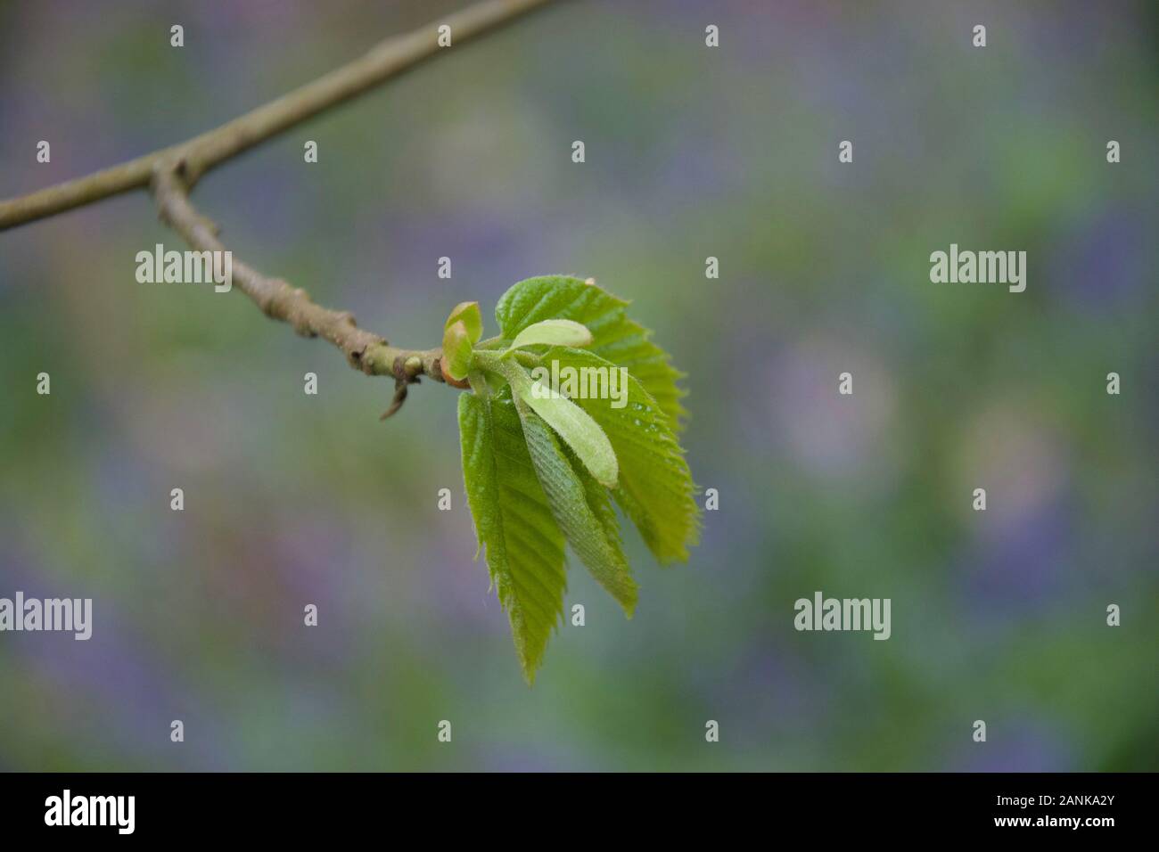 Fresh green leaves on a branch of a Hazel tree (Corylus avellana). Budburst, unfurling spring leaf on the end of a twig. Soft and young foliage in a w Stock Photo