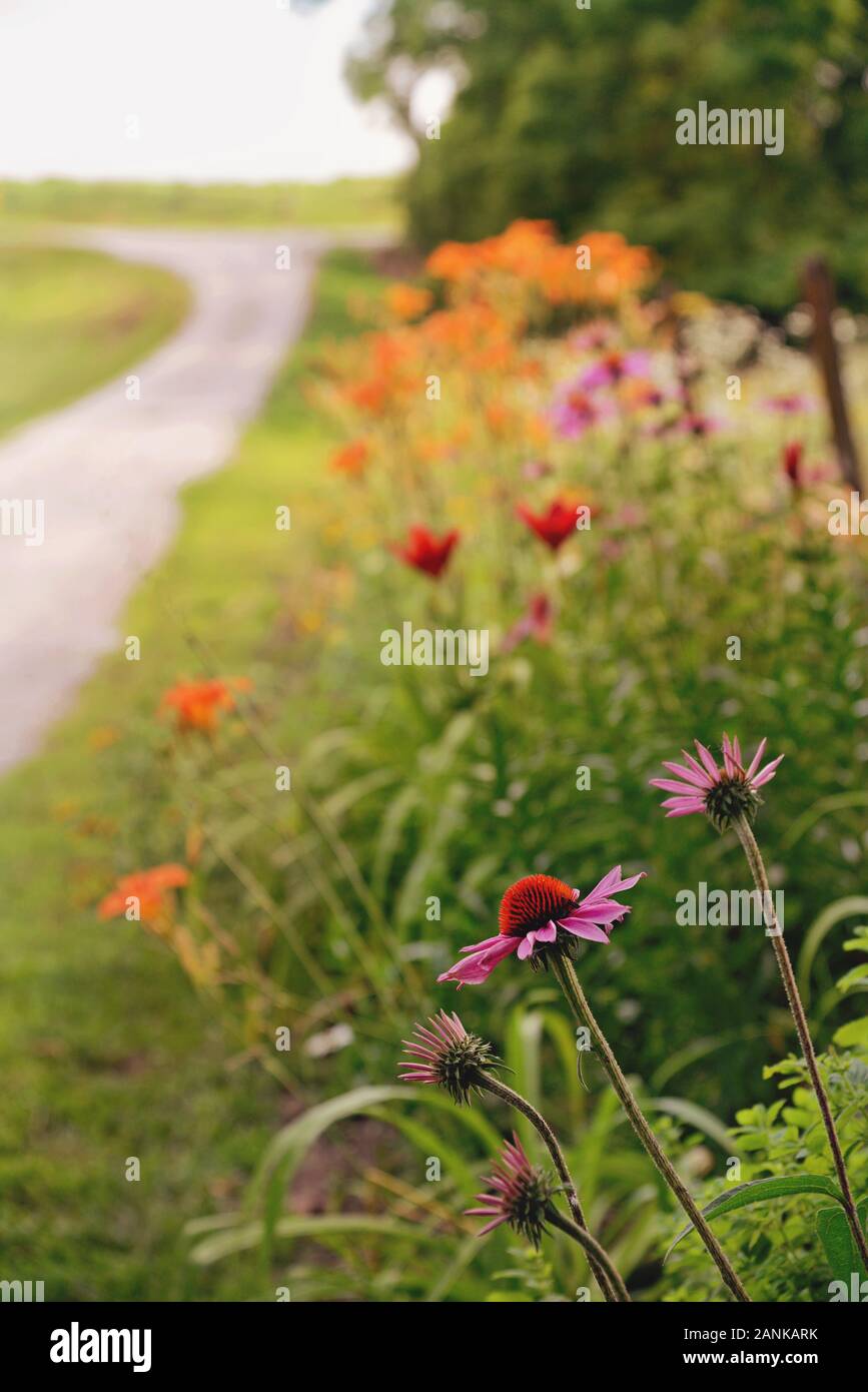 Purple Coneflowers, Daylilies and other wildflowers line the long and winding gravel road in rural America Stock Photo