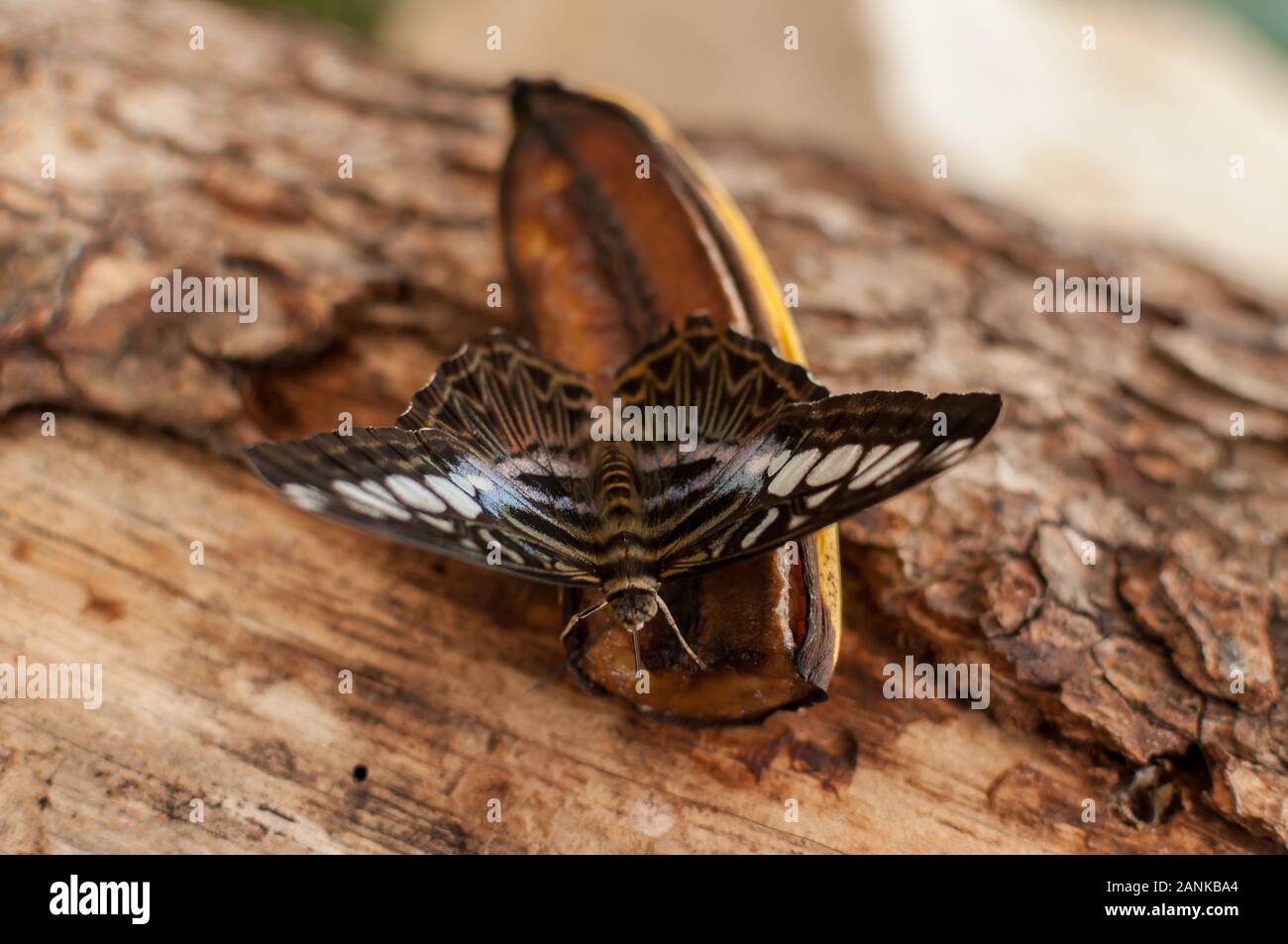 Closeup of a butterfly eating a banana. Clipper butterfly (Parthenos sylvia Stock Photo Alamy