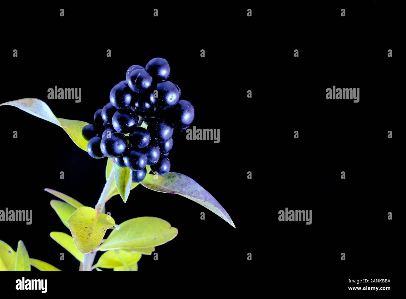 Glossy privet hi-res stock photography and images - Alamy