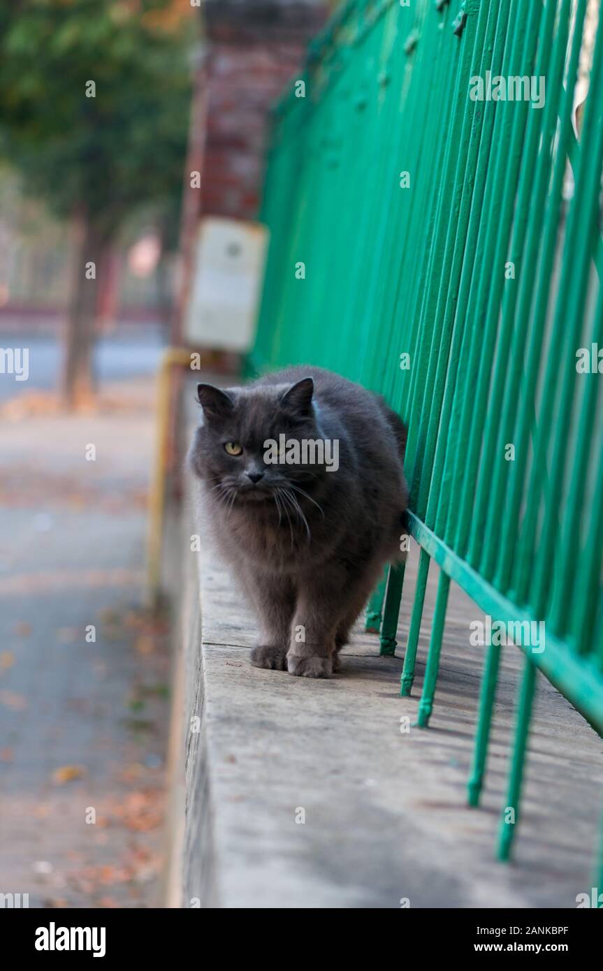 Grey cat walking on the edge of a metal fence Stock Photo - Alamy