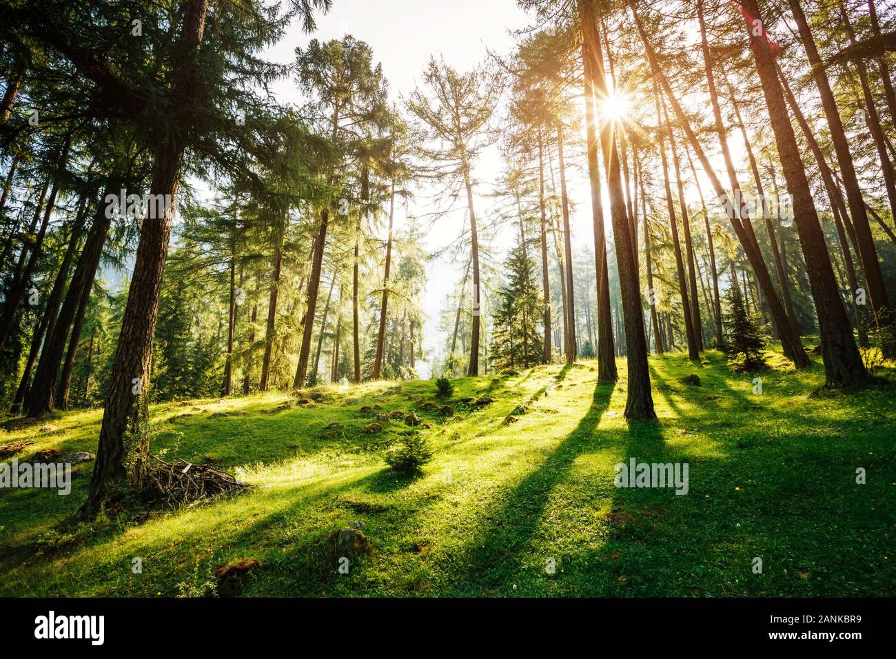 Magical woods in the morning sun. Fairy forest in springtime. Picturesque day and gorgeous scene. Wonderful image of wallpaper. Location place Italy a Stock Photo