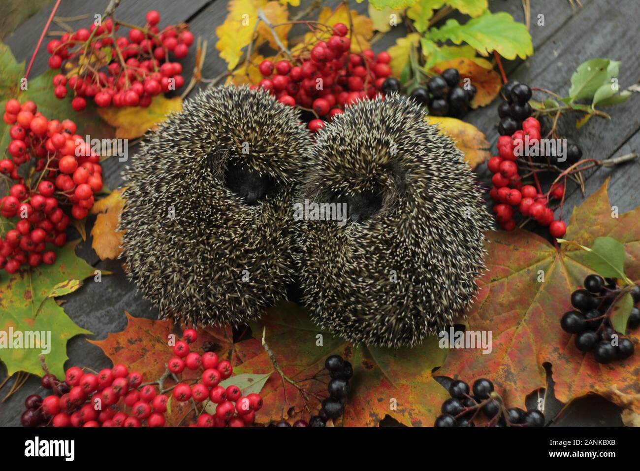 Two hedgehogs rolled up into ball with autumn leaves and Berrys Stock Photo