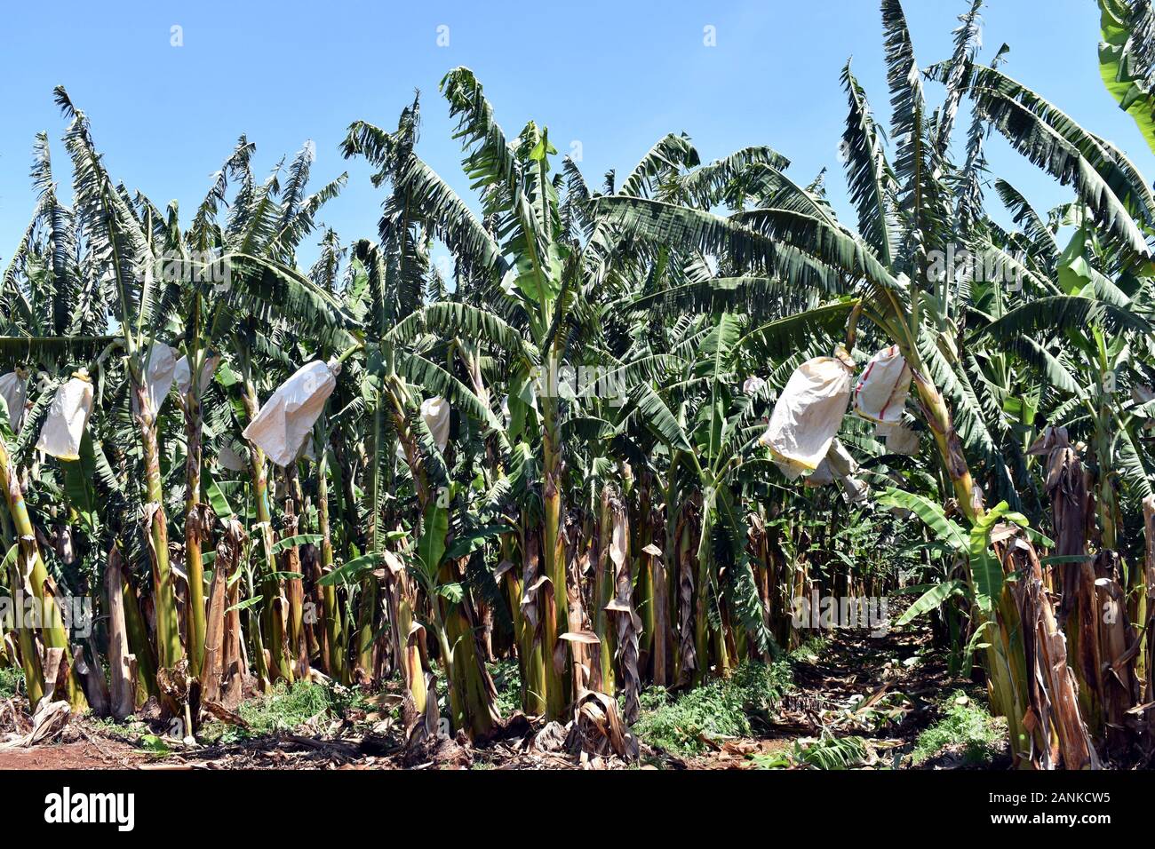 banana-tree-plantation-hi-res-stock-photography-and-images-alamy