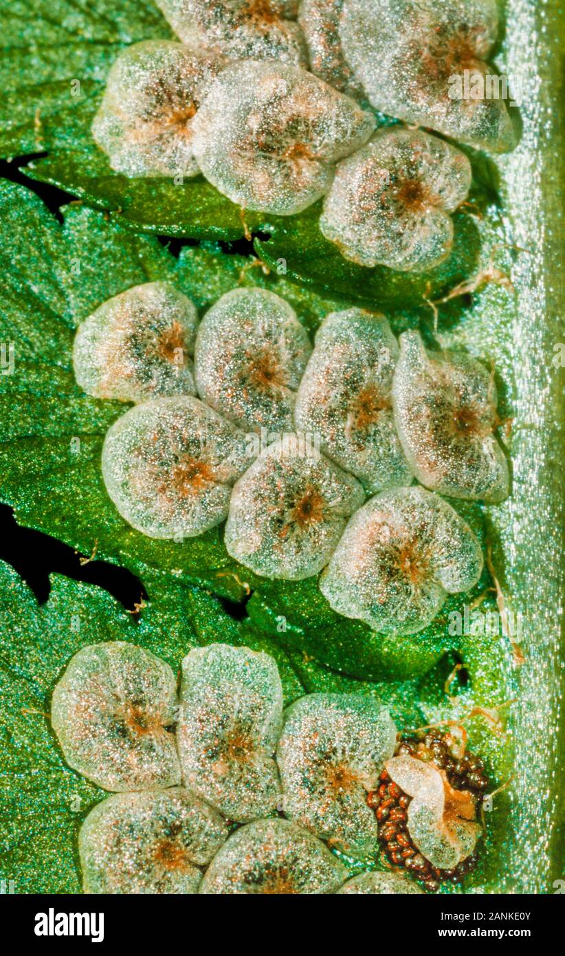 Dryopteris fern underside showing mature sori, sporangia and spores Stock Photo