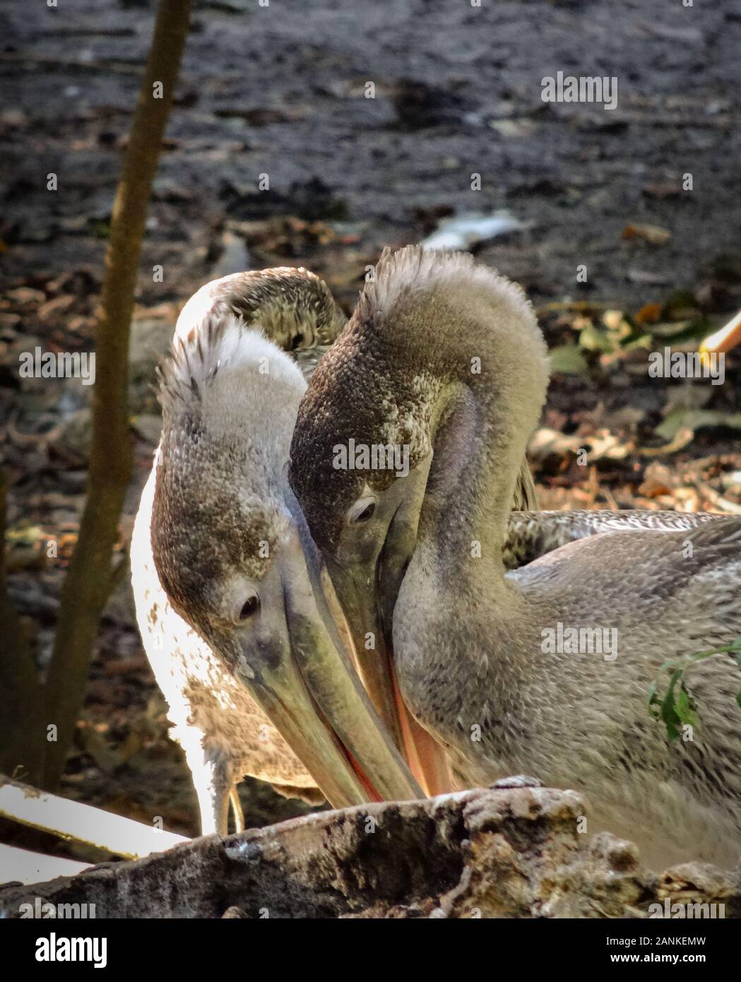 Loving couple of grey pelican birds cuddling and holding their beaks together as if kissing. Cute and comforting picture of animal relationship. Sunny Stock Photo