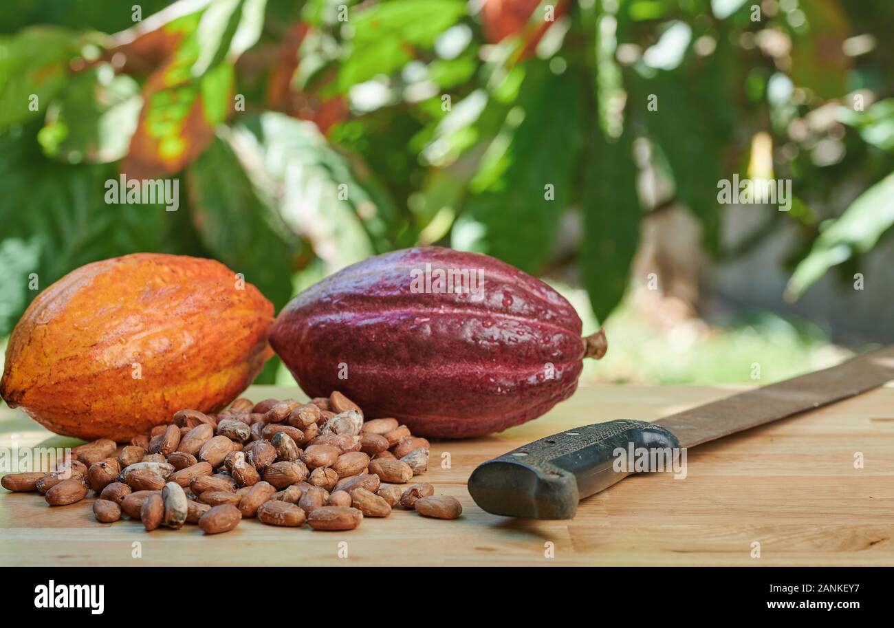 Machete for cutting cacao pods on wooden table Stock Photo