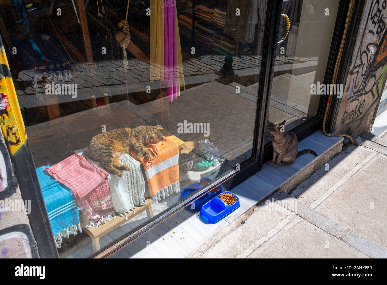 One cat lounges in the sun behind the window display as another waits at the door to come in a shop in Istanbul. Stock Photo