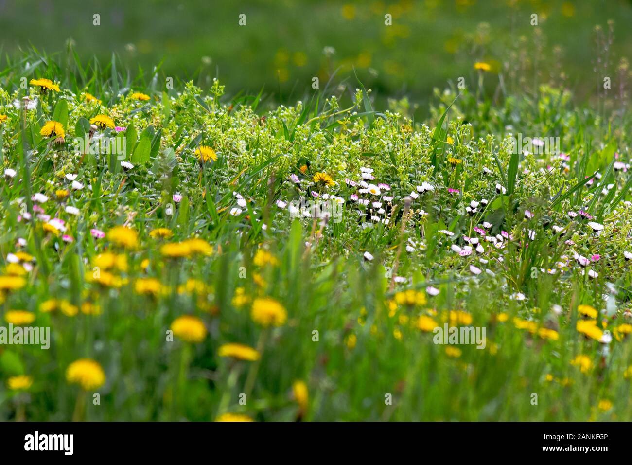 dandelions and other weeds among the grass. an overgrown backyard needs clearing. springtime lawn care concept Stock Photo