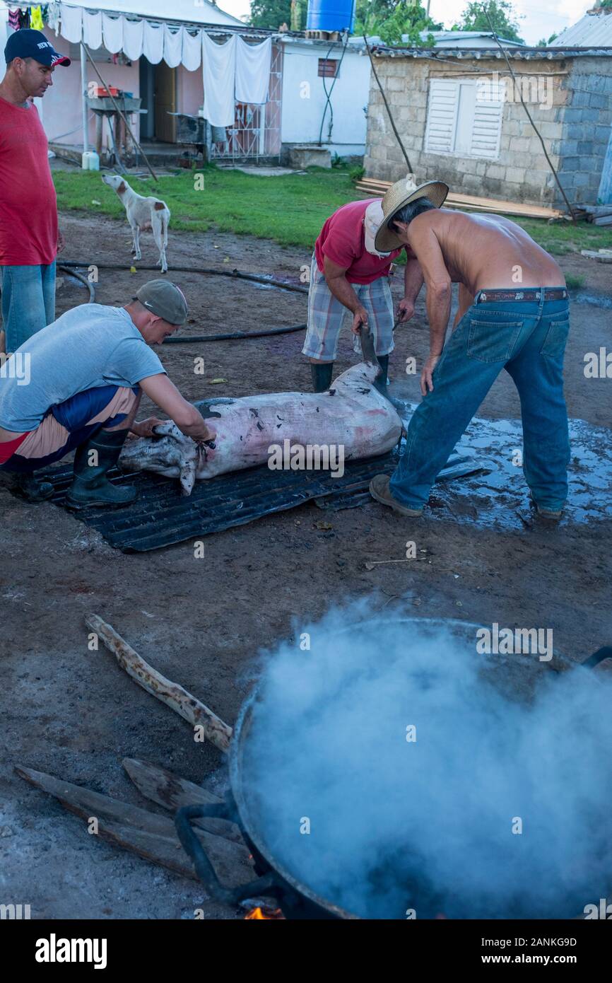 Butchering hog. El Cayuco, Pinar Del Río, Cuba Stock Photo Alamy