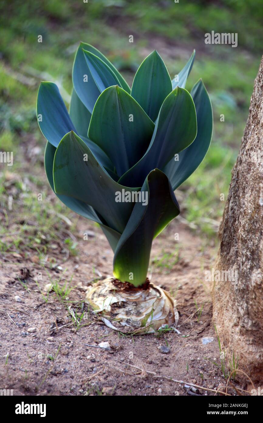 Weisse Meerzwiebel (Drimia maritima, Syn. Drimia aphylla) - Habitus, Karpaz Halbinsel, Dipkarpaz/Rizokarpaso, Türkische Republik Nordzypern Stock Photo
