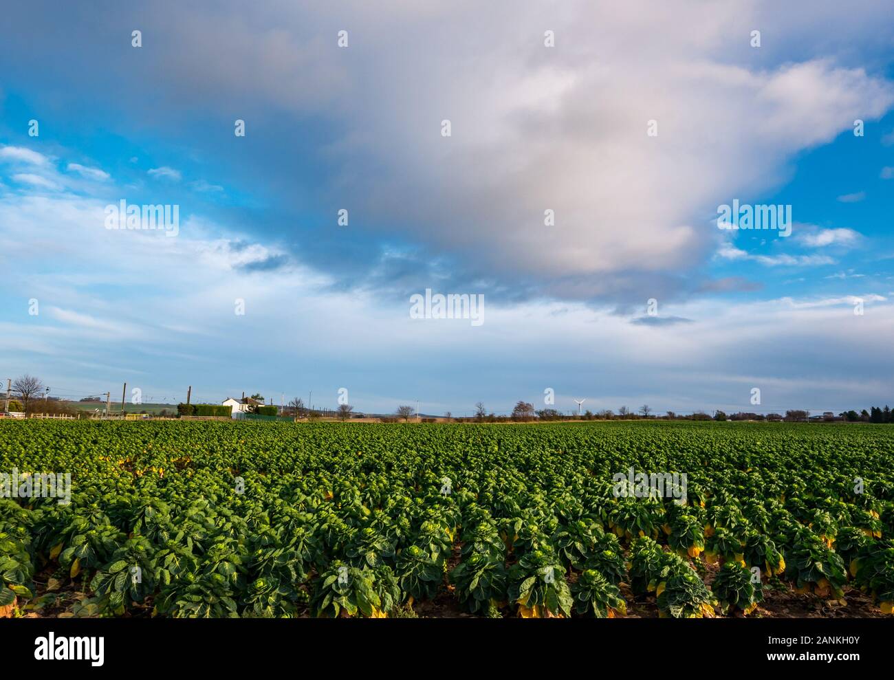Brussel sprouts growing in field in Winter, East Lothian, Scotland, UK